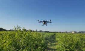 Peach tree whole process drone spraying solution