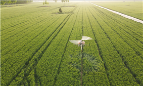 Chufangagri fuel drone spraying wheat to boost modern agriculture