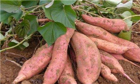 How are sweet potatoes grown?